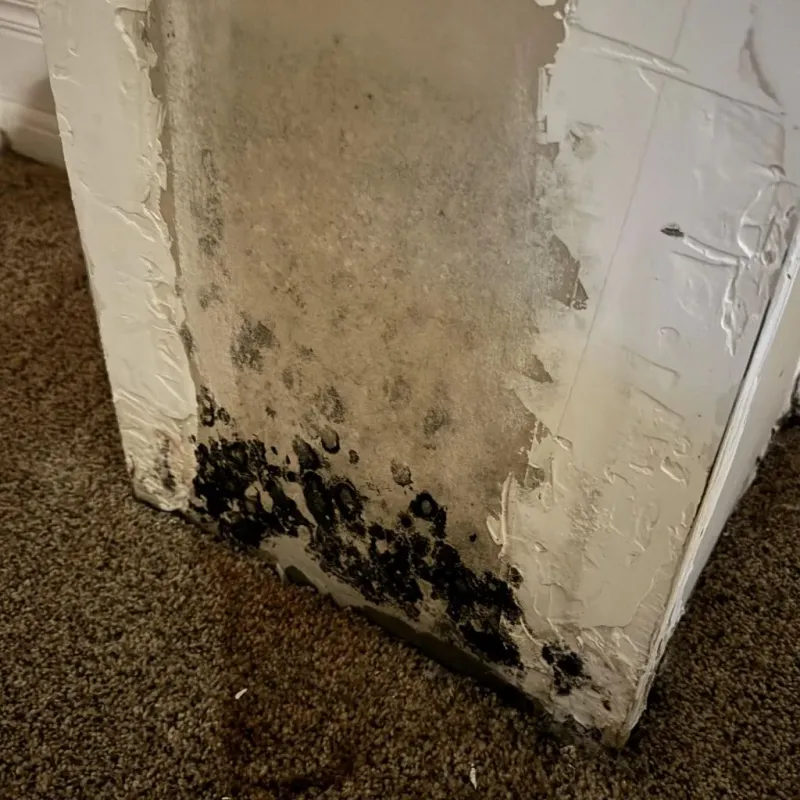 Professional Mold Removal in Johnson City, TN
